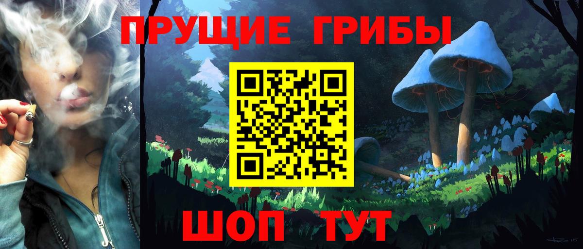 Псилоцибиновые грибы Psilocybe Новоалтайск